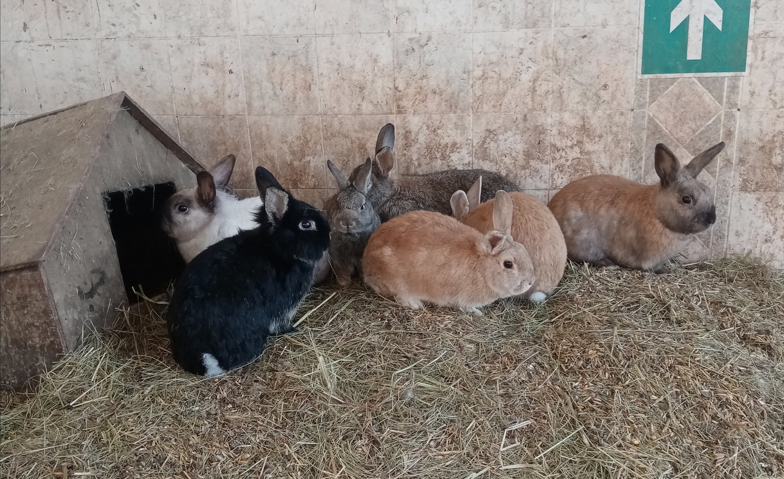 Саратовцев просят помочь обитателям живого уголка в Детском парке